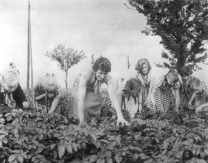 Schüler im Einsatz zur Bekämpfung des Kartoffelkäfers um 1950; Foto: Bundesarchiv